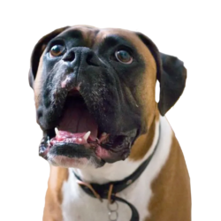 Boxer Talking Boxer Talking